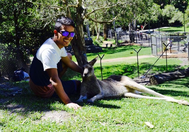 Estudiar inglés en Gold Coast Animales gold coast